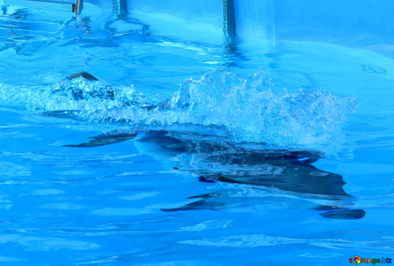 Delphin schwimmt №25491