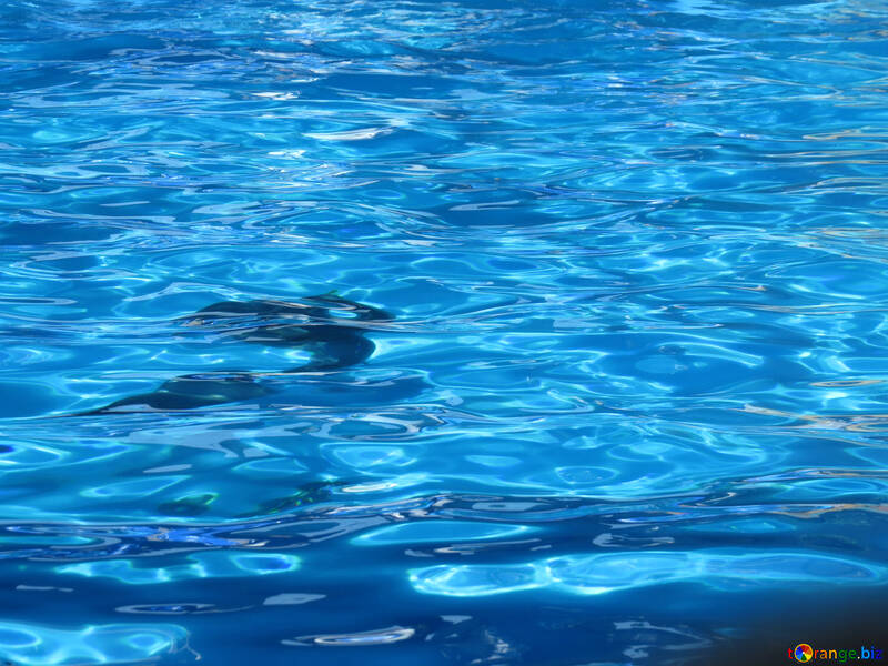 Delphin unter Wasser №25502