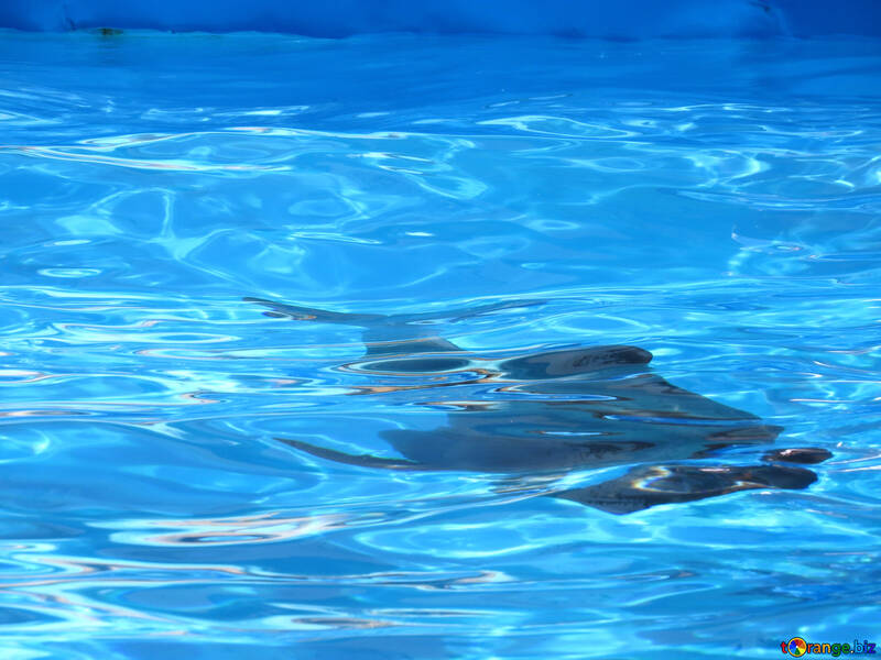 Dolphin under water №25510