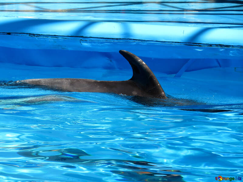 Delfín en el agua №25496