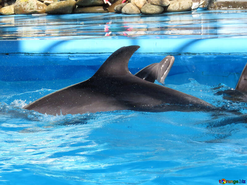 Дельфіни №25186