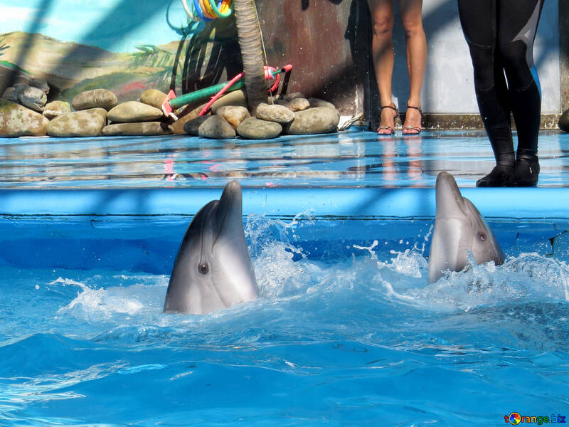 Delfines dando vueltas en el agua №25333