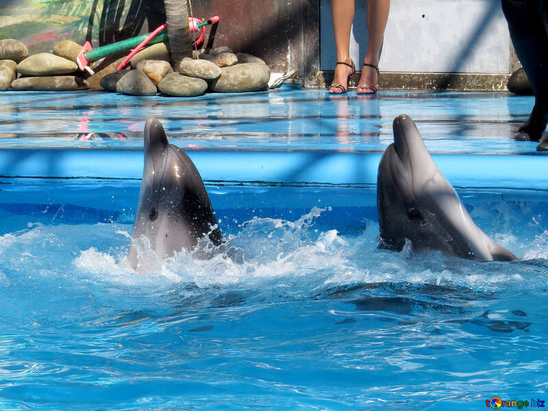 Дельфіни танцюють №25334