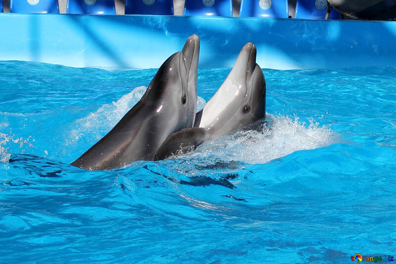 Dolphins dancing №25525