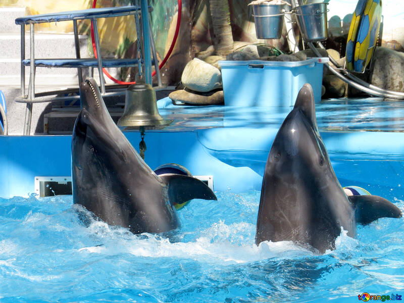 Dolphins of the dolphinarium №25348
