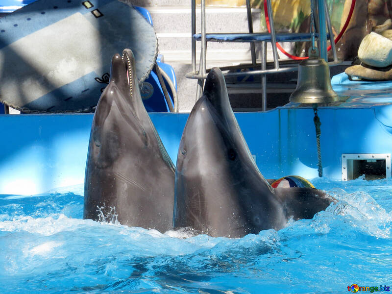 Dolphins of the dolphinarium №25349