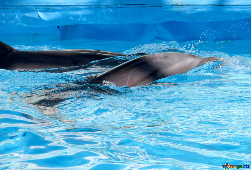 Delfini nel delfinario №25409