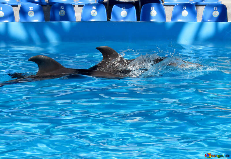 Дельфіни в дельфінарії №25479