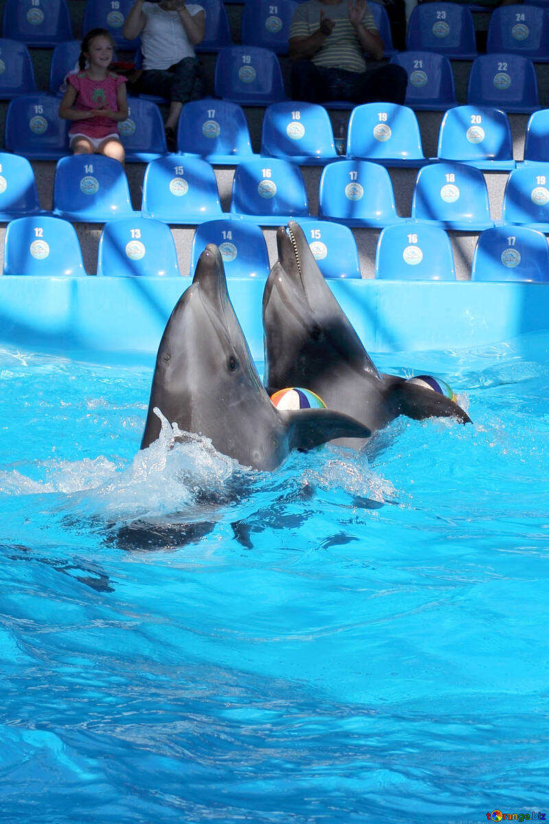 Dolphins in dolphinarium №25555