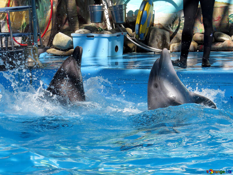 Дельфіни веселяться №25332