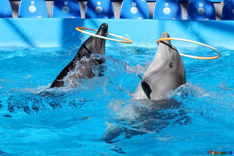 Divertidos delfines №25532