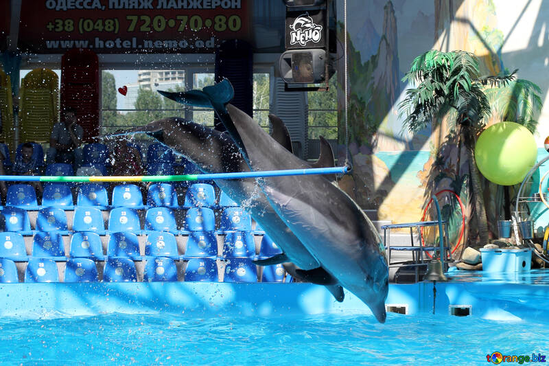 Дельфіни з дельфінарію №25543