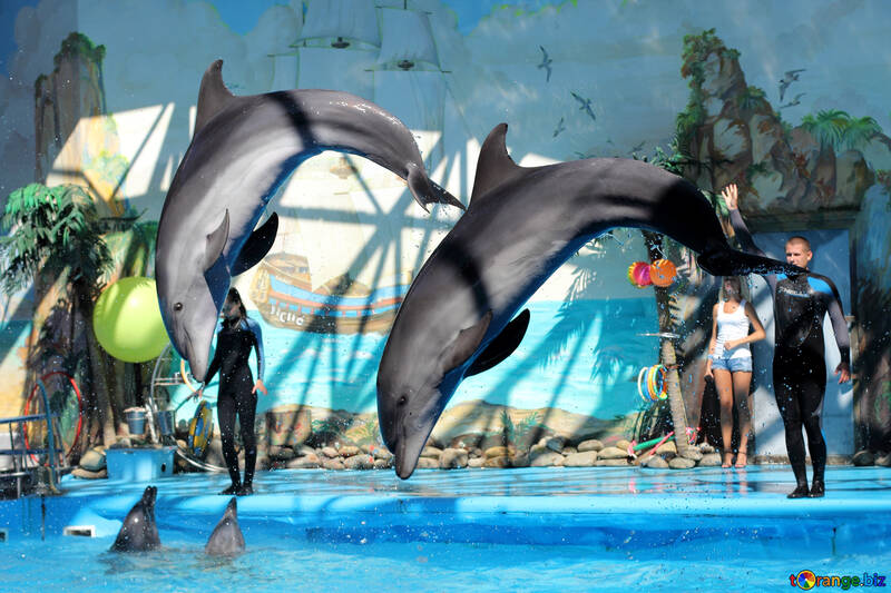 Dolphins of the dolphinarium №25576