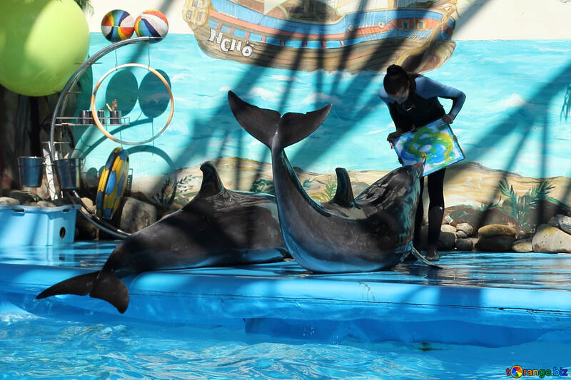 Дельфіни малюють №25542