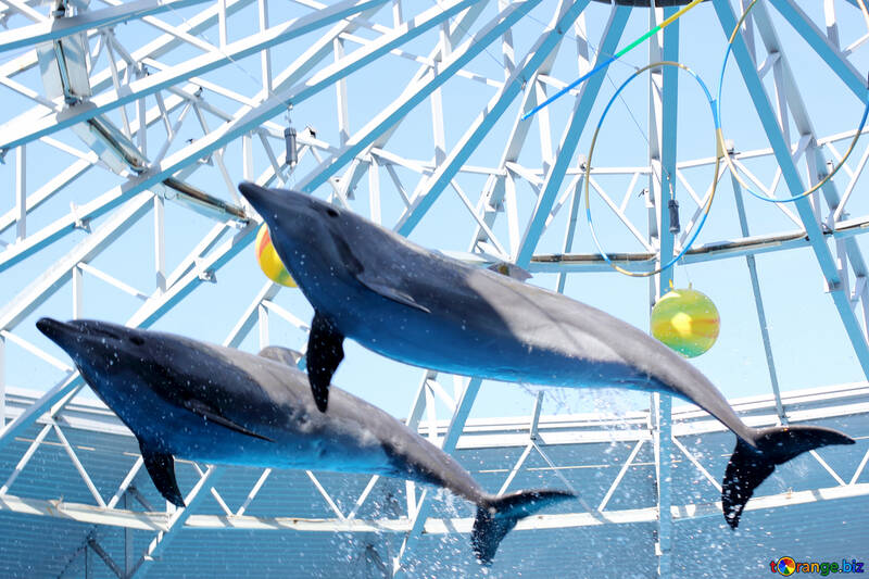 Delfines voladores №25573