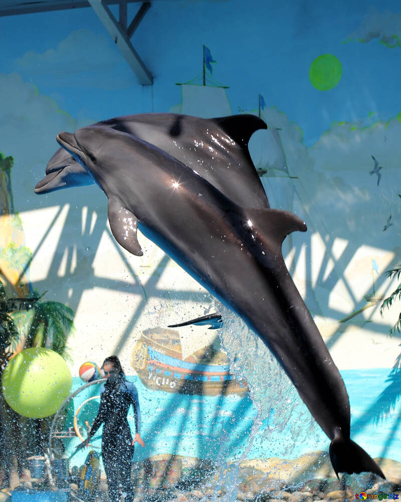 Salto de delfines №25579