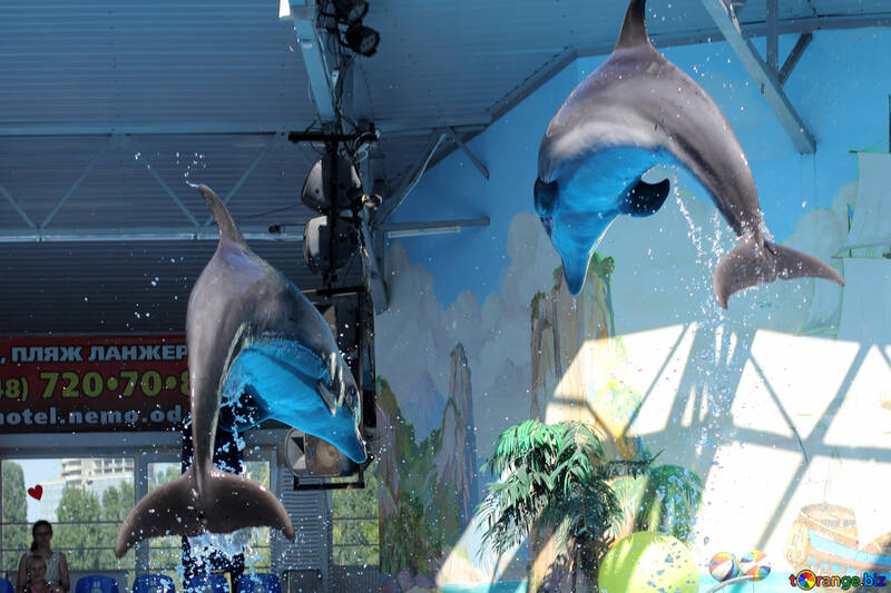 Saut de dauphins dans le delphinarium №25567