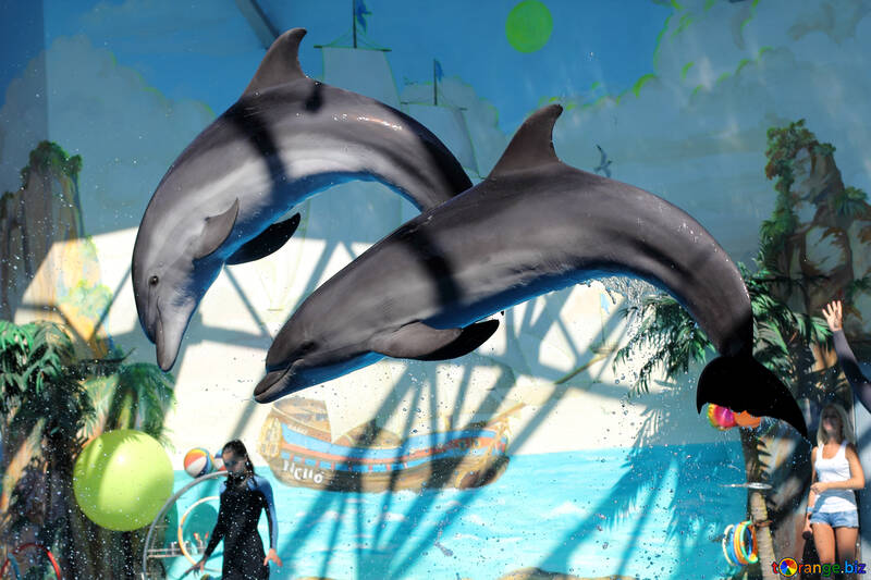 Dolphins play in the dolphinarium №25577