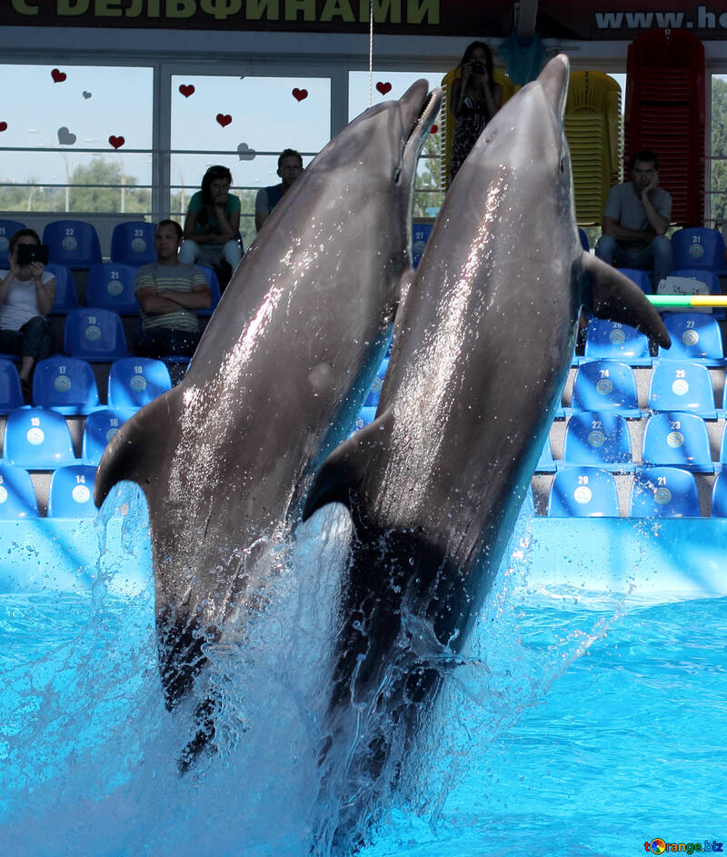 Дельфіни стоять на хвостах №25547