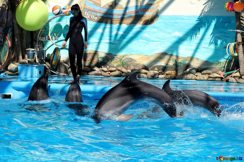 Dolphins at work №25561