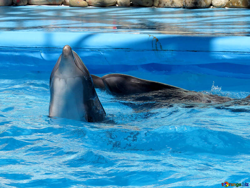 Pair of dolphins №25371