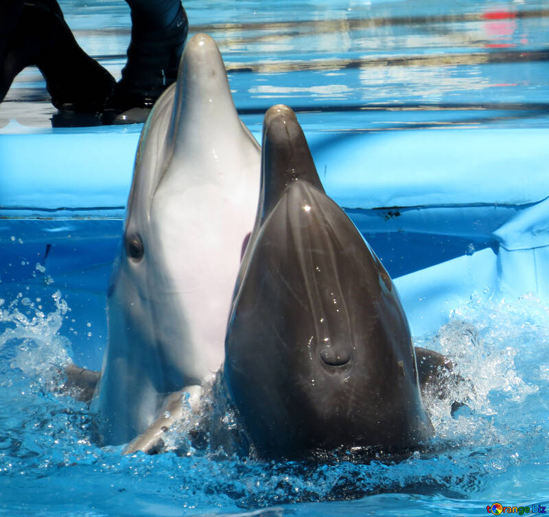 Los delfines juegan №25209