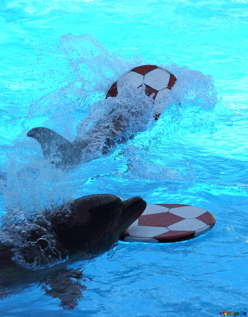 Los delfines juegan №25541