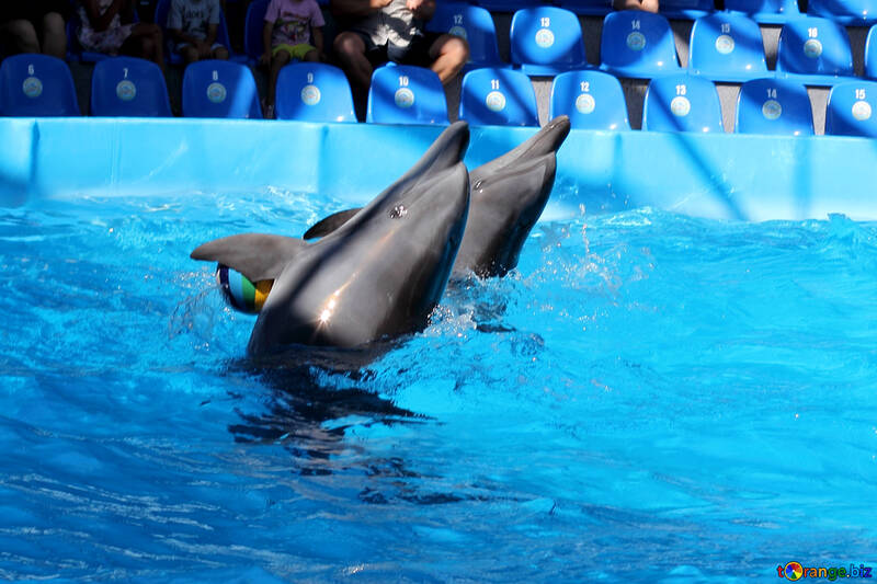 Дельфіни плавають назад №25556