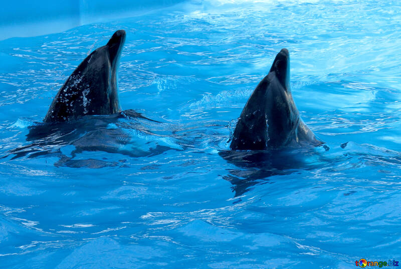 Два дельфіни №25358