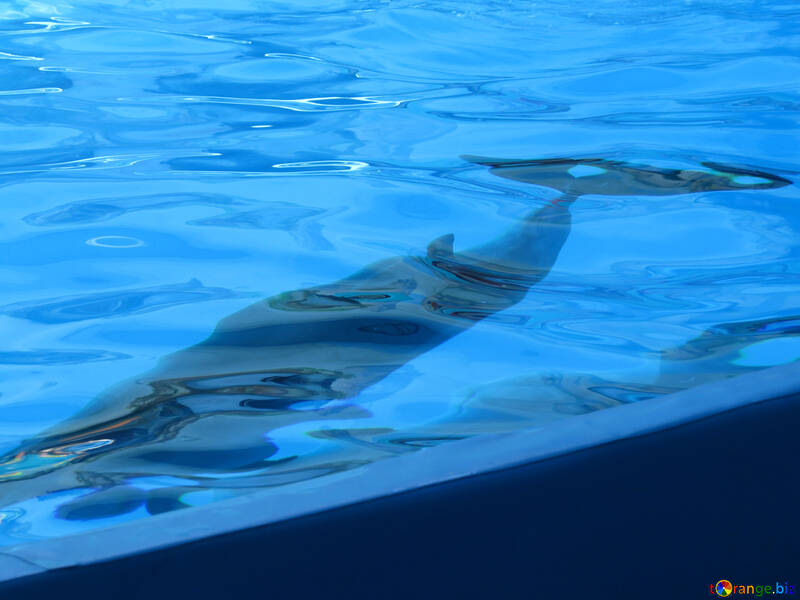 Dolphins underwater №25497