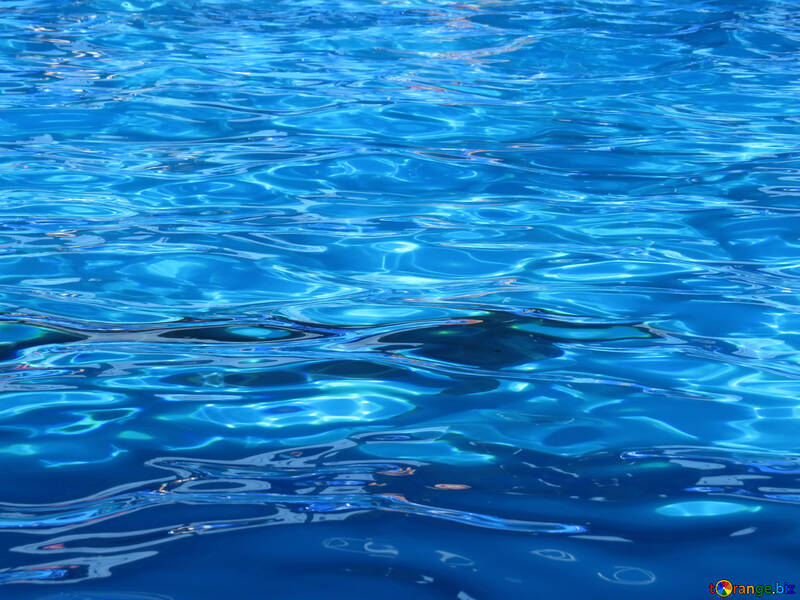 Golfinhos debaixo d`água №25501