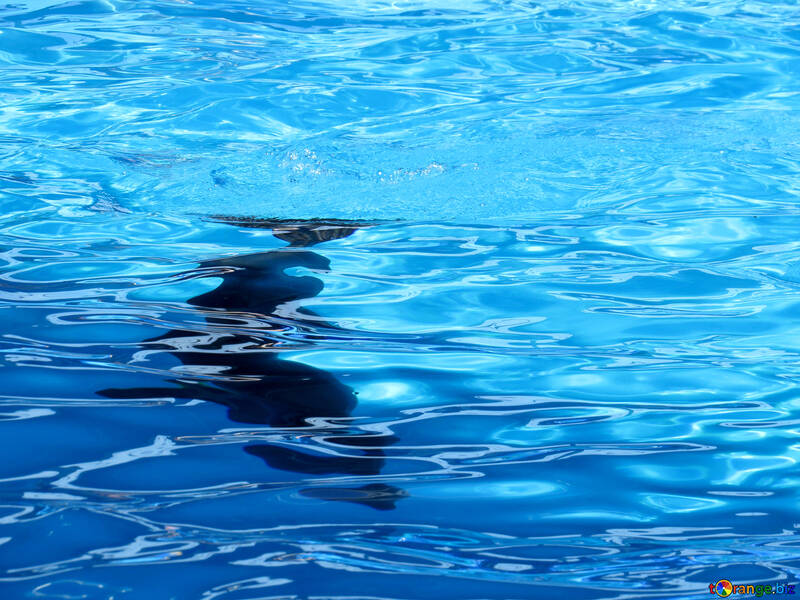 Delfines en el agua №25395