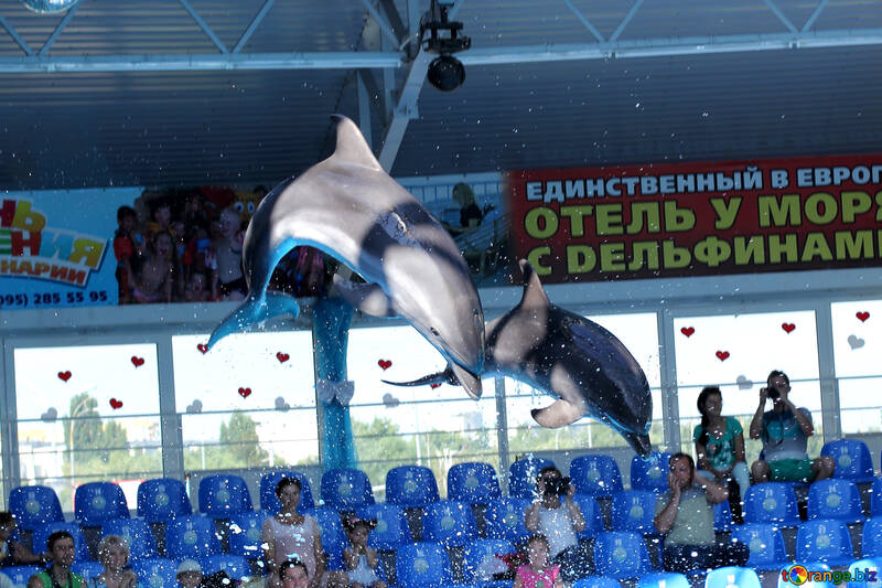 Jumping dolphins №25560