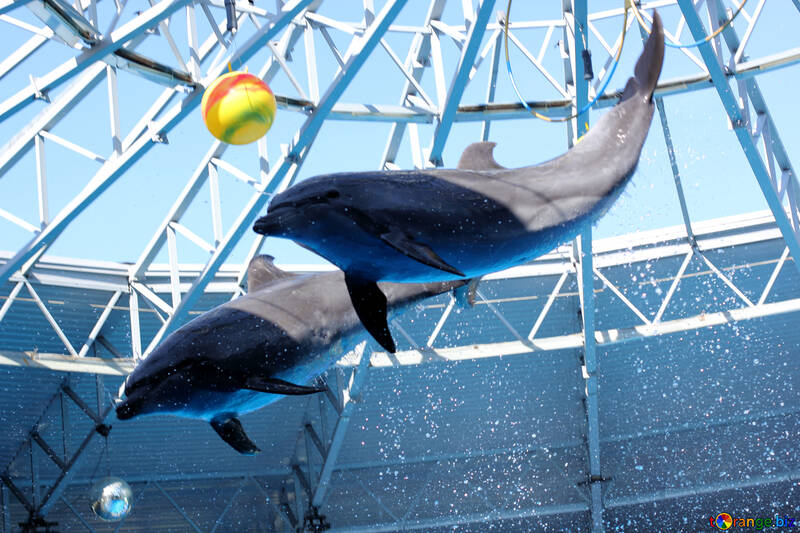 Delfines saltarines №25572