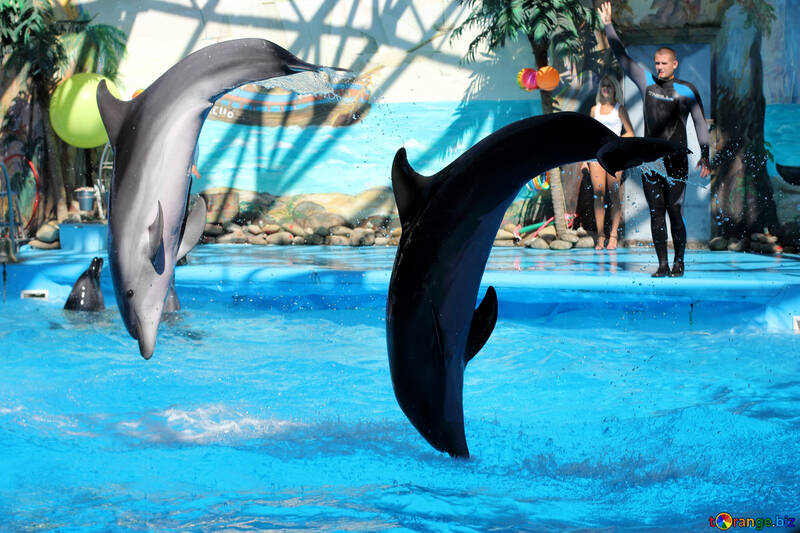 Saltando i delfini №25575