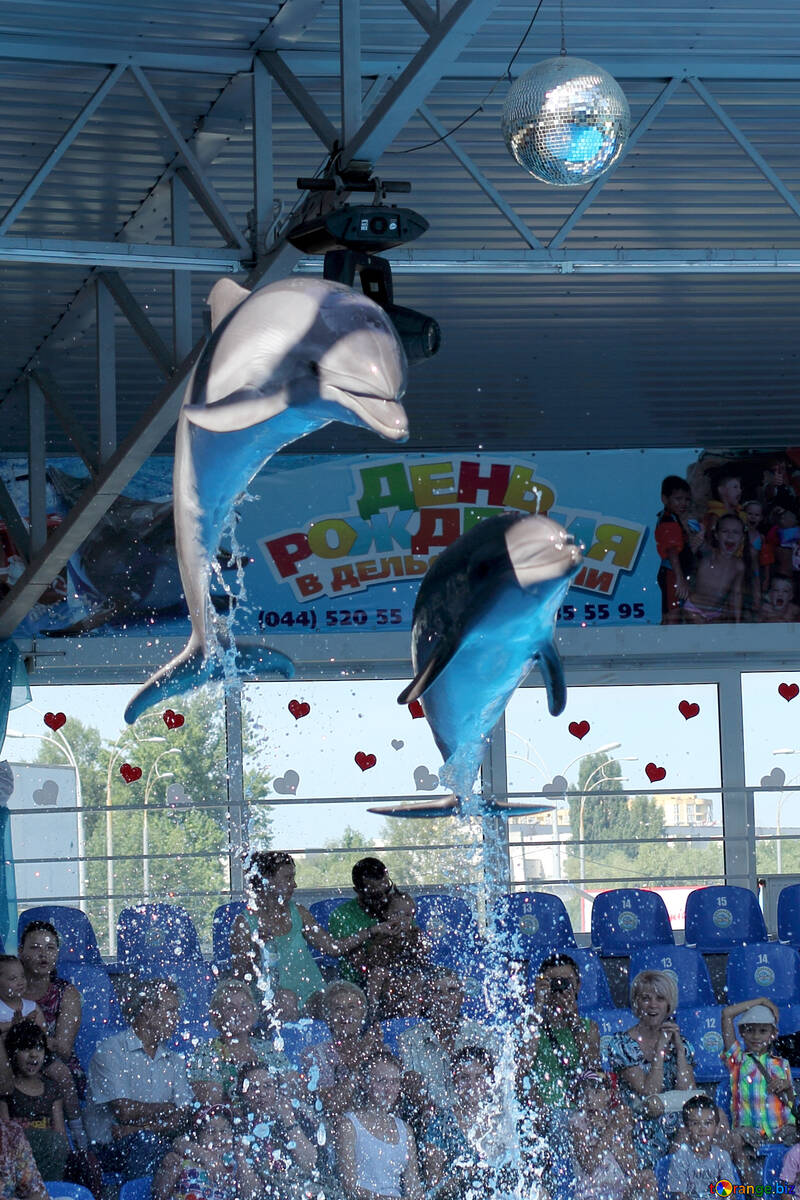 Jumping dolphins in the Dolphinarium №25568