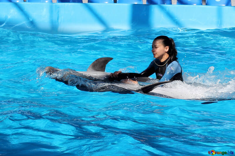 Nado con delfines №25524