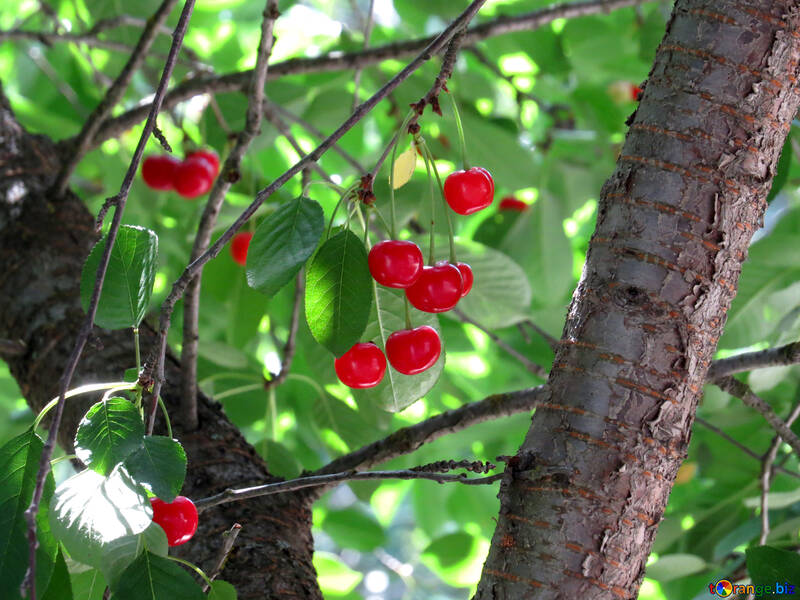 Petits fruits sur l`arbre №25957