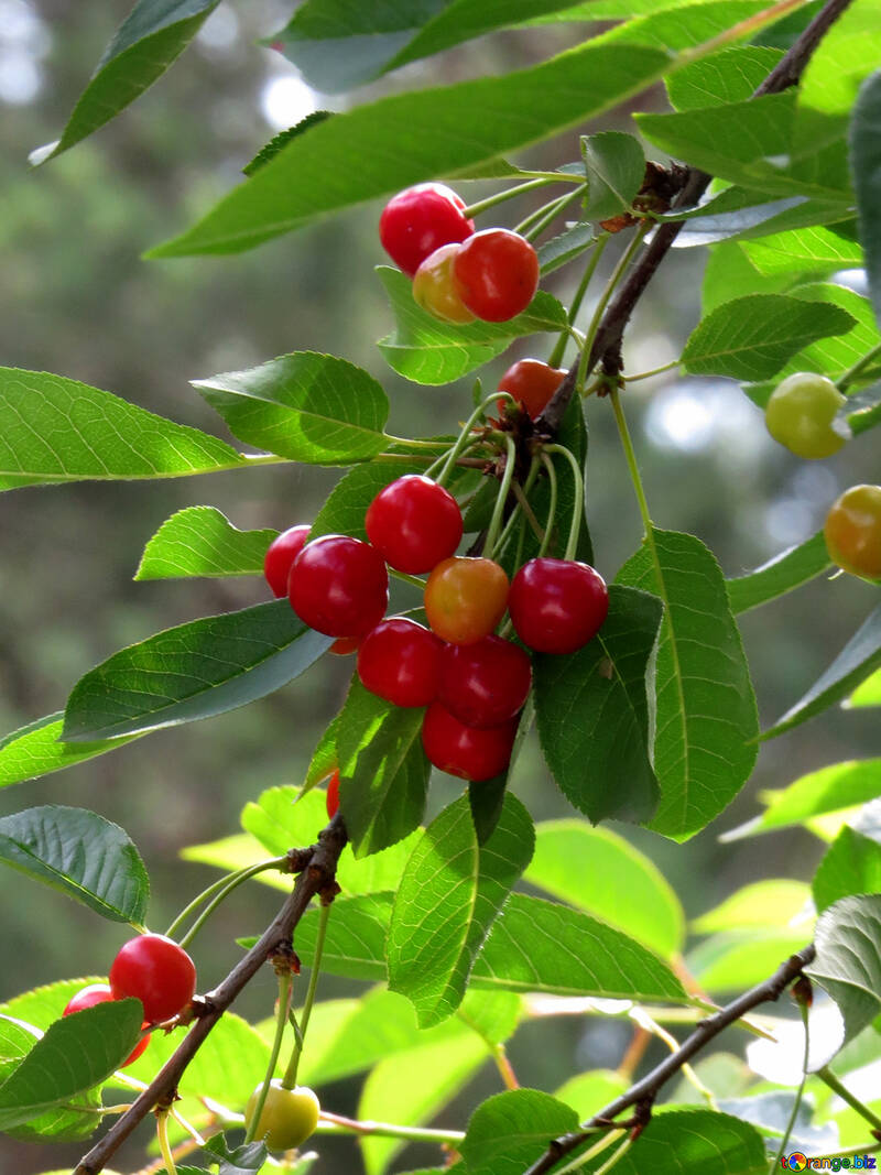 Berries on tree №25992