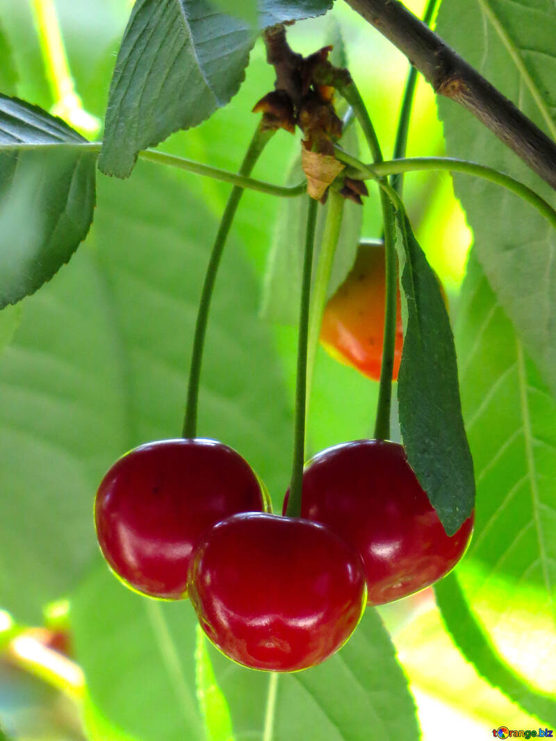 Cherries №25966
