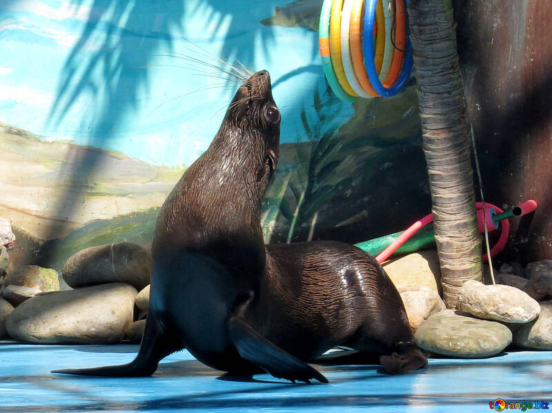 Fur Seals at the dolphinarium №25456