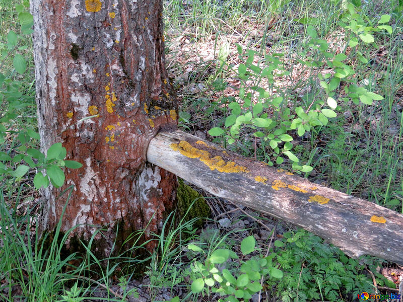 Panca seppellito tra gli alberi №25063