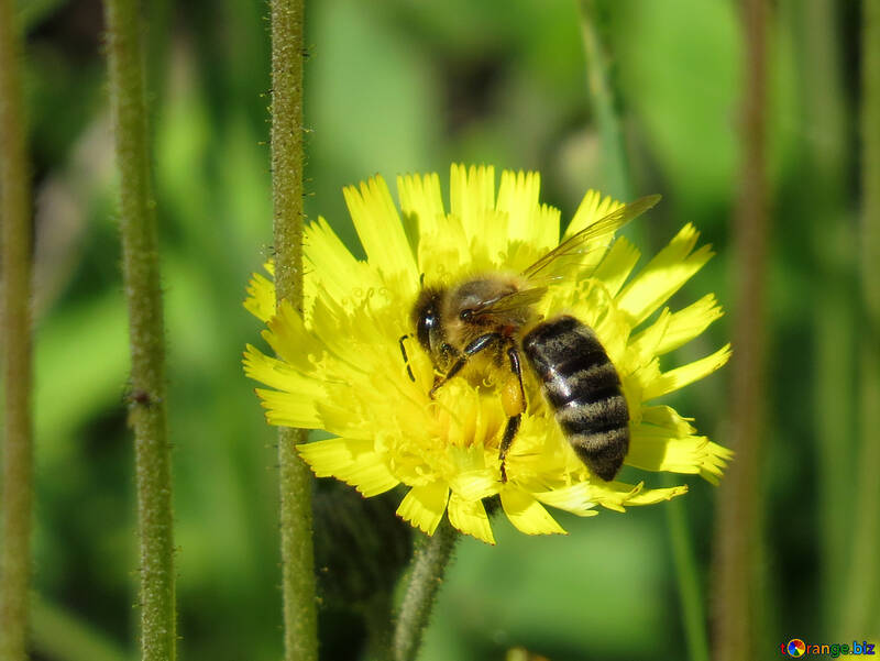 Bee on flower №25015