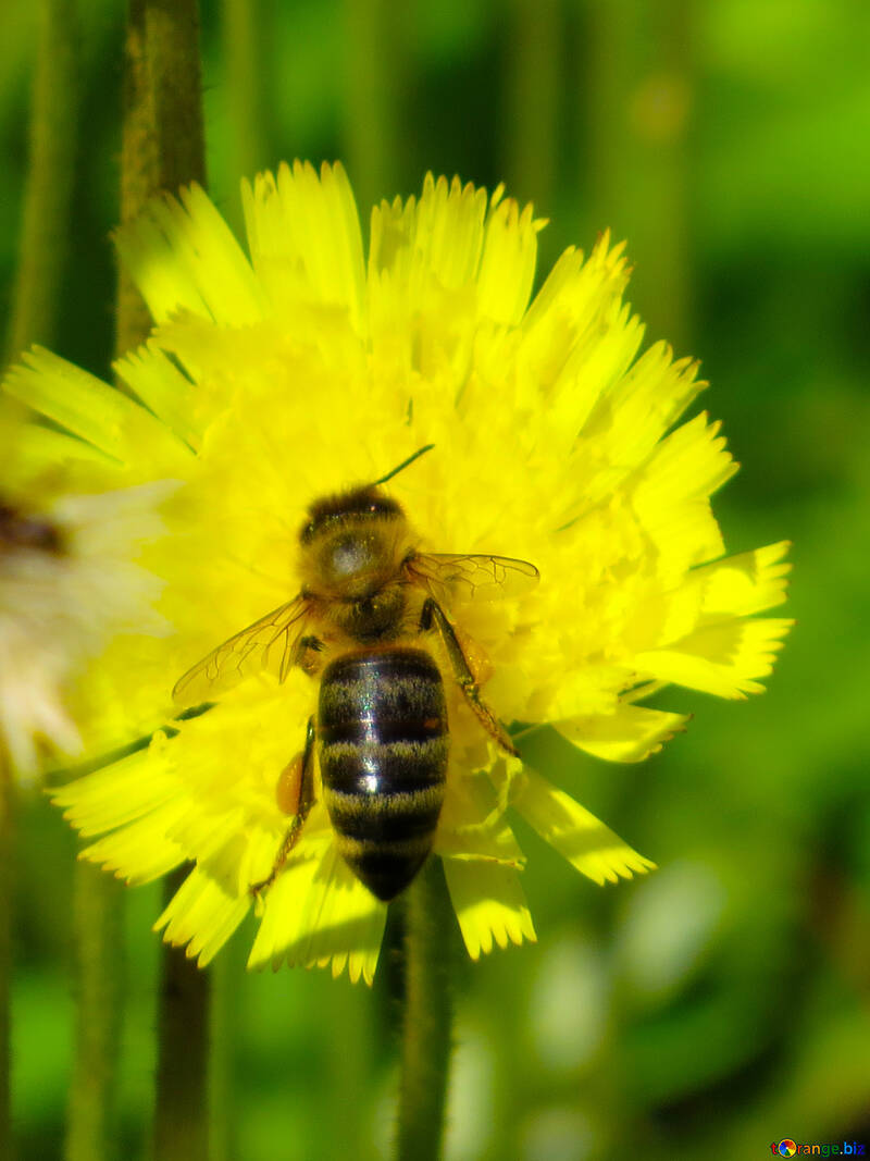 Bee pollinating flower №25014