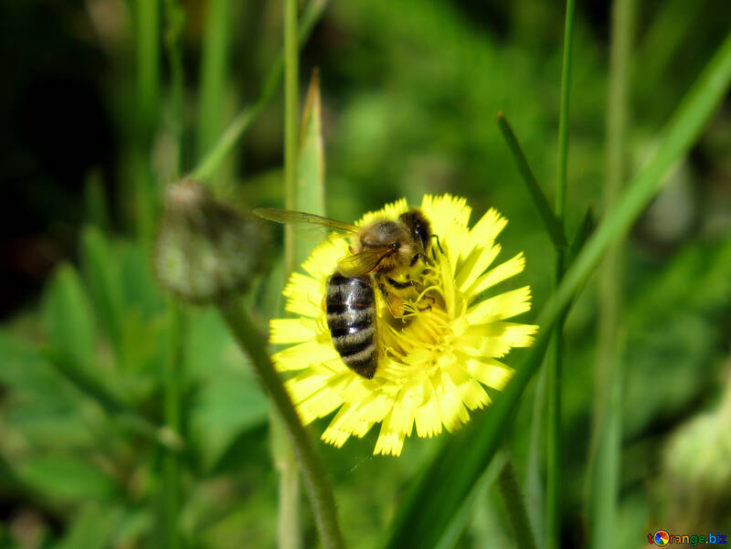 蜂は花に座っています。 №25012