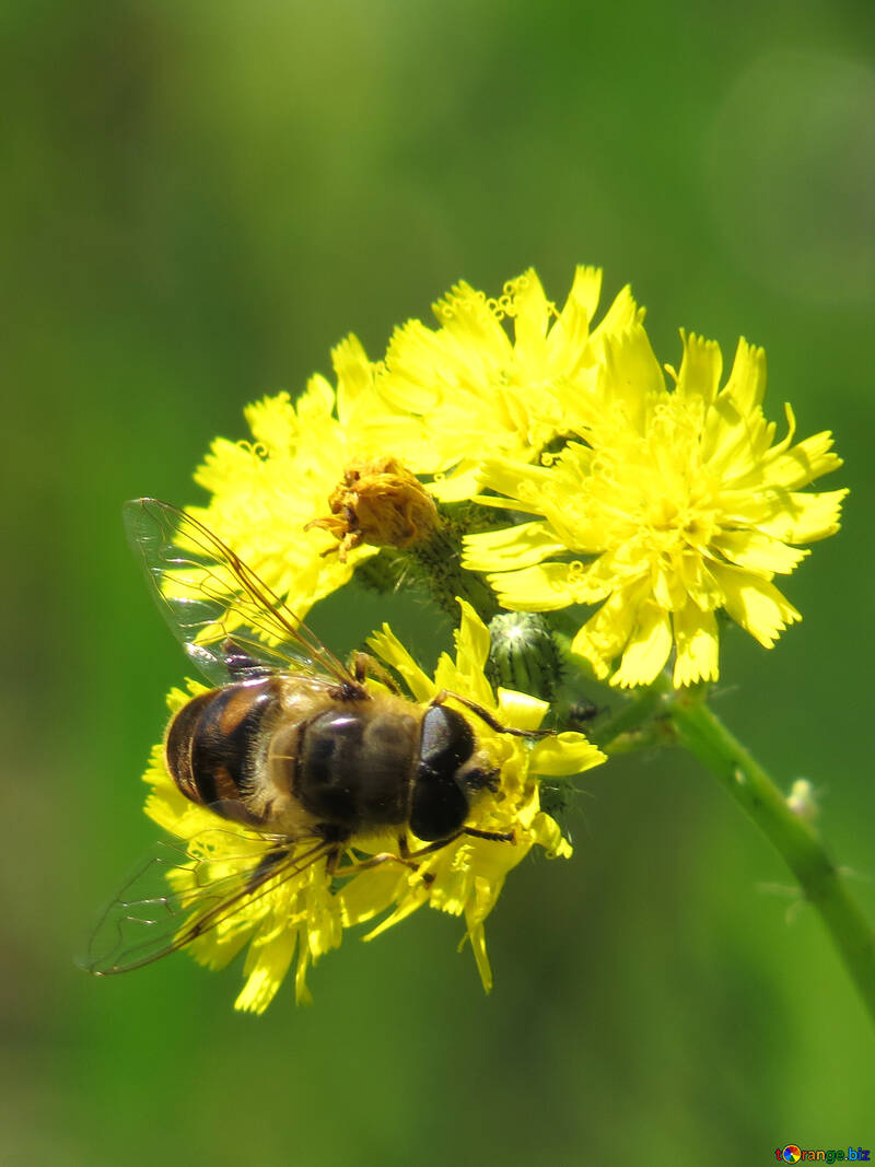 Pollinisation par les insectes №25009