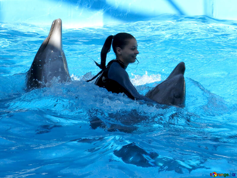 Дівчина з дельфінами №25195