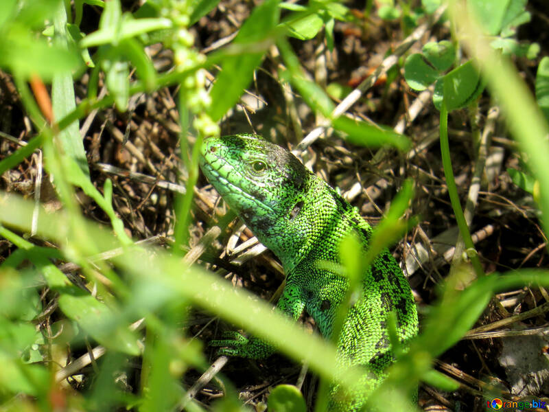 Зелена ящірка в траві №25043