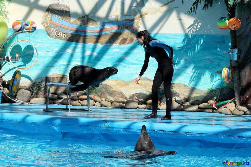 Circus with dolphins №25281