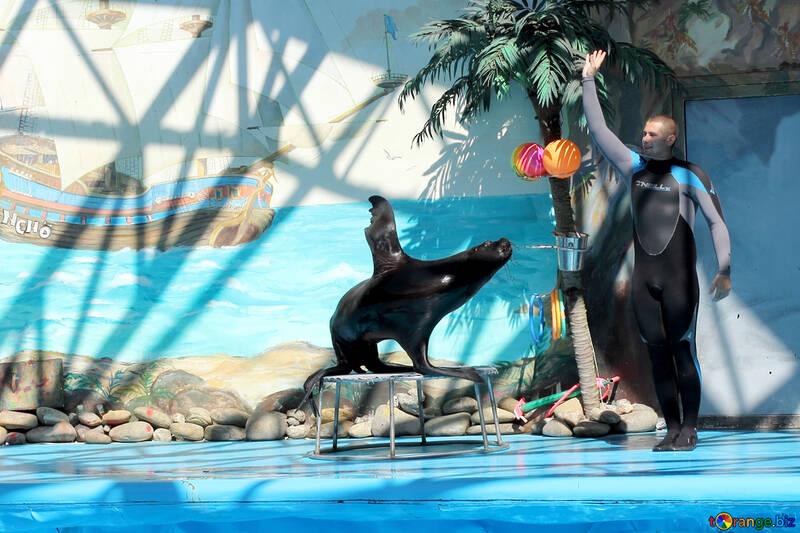 Circo con animales marinos №25246